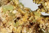 Lustrous, Yellow Apatite Crystals on Feldspar - Morocco #185477-1